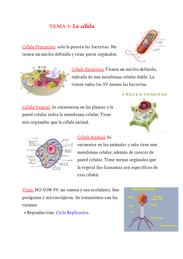 Miniatura del documento Célula eucariota, procariota y el virus.pdf