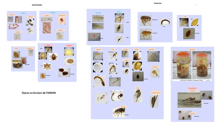Miniatura del documento practica-1-Artropodos.pdf