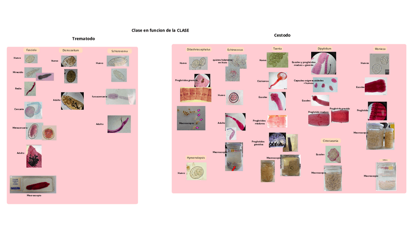Miniatura del documento practica-2-Trematodos-y-Cestodos.pdf