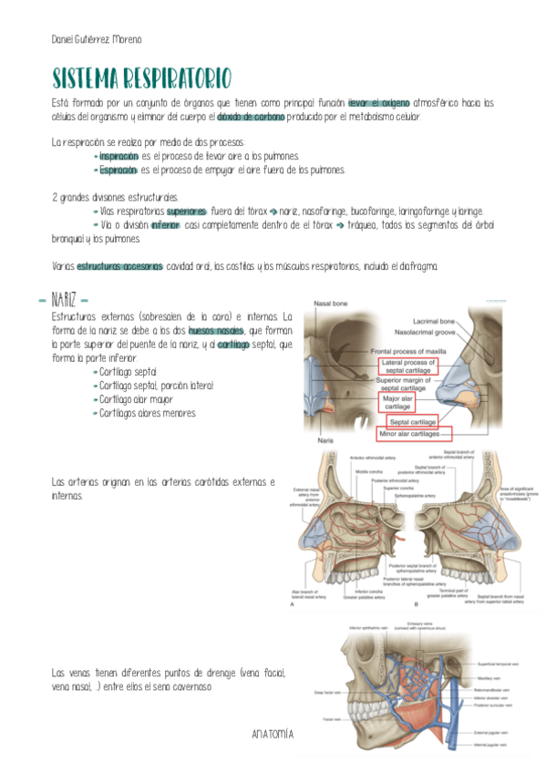Miniatura del documento ANATOMIA-RESPIRATORIO.pdf