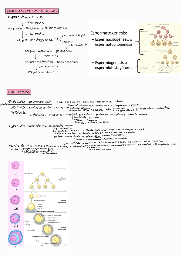 Miniatura del documento Resumen-T3-al-T6-anatomia.pdf