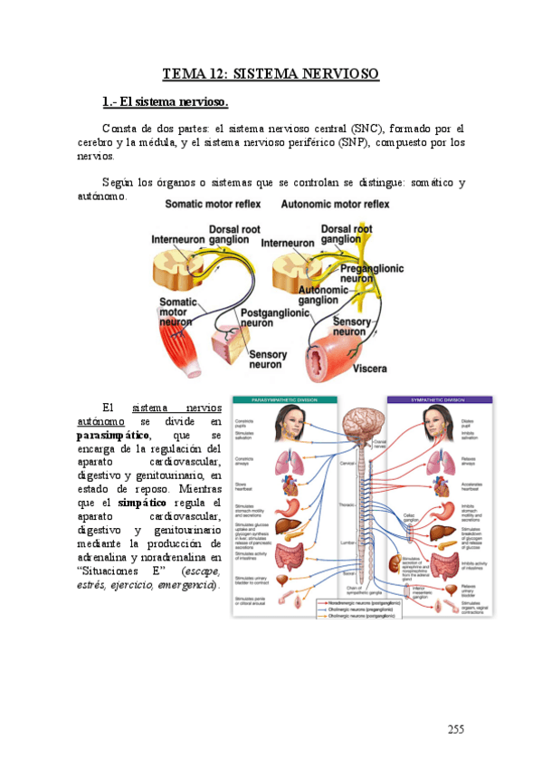 Miniatura del documento Tema-12.-Sistema-nervioso.pdf