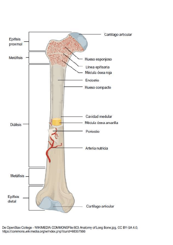 Miniatura del documento 01-CuadernoLocomotor-I-II-RESUELTO.pdf