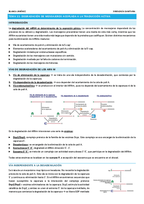 Miniatura del documento TEMA-11-DEGRADACION-DE-MENSAJEROS-ACOPLADA-A-LA-TRADUCCION-ACTIVA.pdf