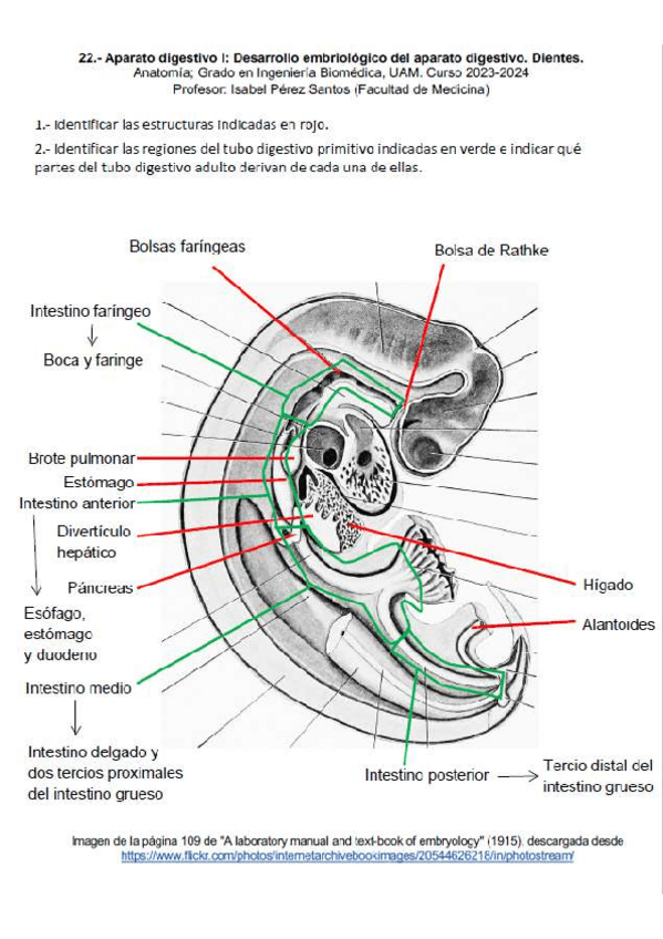 Miniatura del documento 12-CuadernoDigestivo-RESUELTO.pdf