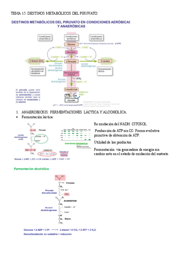 Miniatura del documento TEMA-15-BIOQUIMICA.pdf