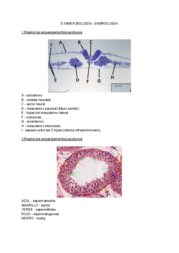 Miniatura del documento examen-biologia-embrio.pdf