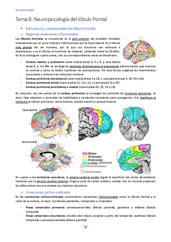 Miniatura del documento Tema-8-Neuropsicologia-del-lobulo-frontal-1.pdf