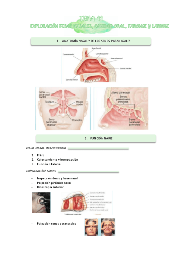 Miniatura del documento TEMA-11-Y-12-OIDO.pdf
