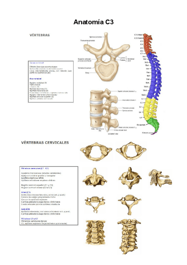 Miniatura del documento anatomia-c3.pdf