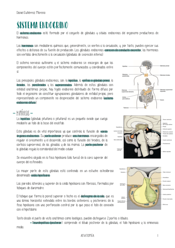 Miniatura del documento ANATOMIA-ENDOCRINO.pdf