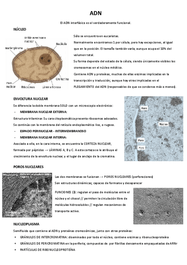 Miniatura del documento APUNTES-ADN.pdf