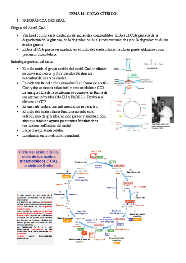 Miniatura del documento TEMA-16-BIOQUIMICA.pdf