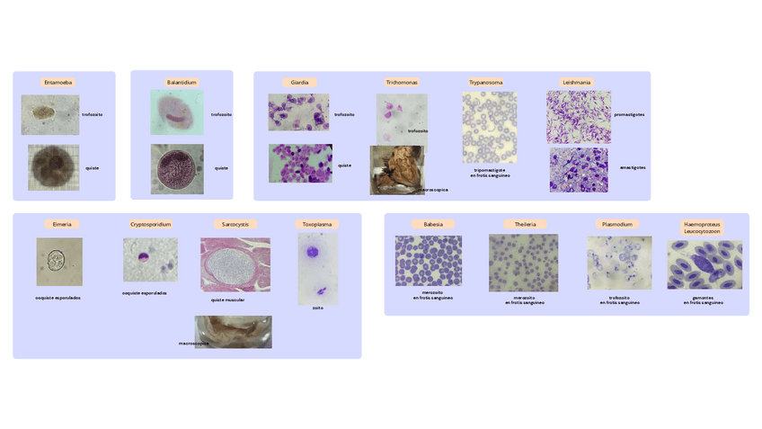 Miniatura del documento practica-4-Protozoos.pdf