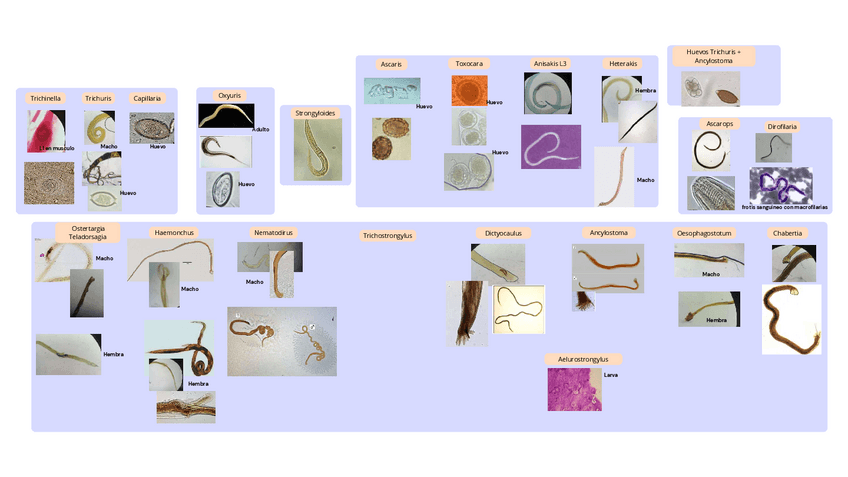 Miniatura del documento practica-3-Nematodos.pdf
