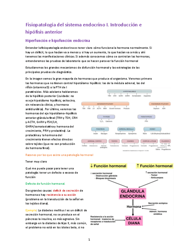 Miniatura del documento Endocrino-I.-Introduccion-e-hipofisis-anterior.pdf