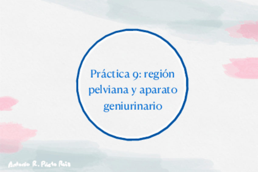 Miniatura del documento Practica-9-region-pelviana-y-aparato-genitourinario.pdf
