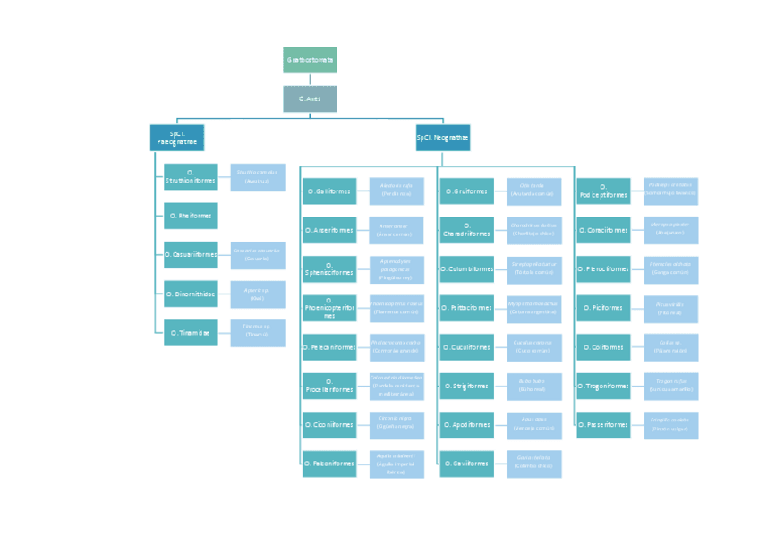 Miniatura del documento CLASIFICACION-AVES.pdf