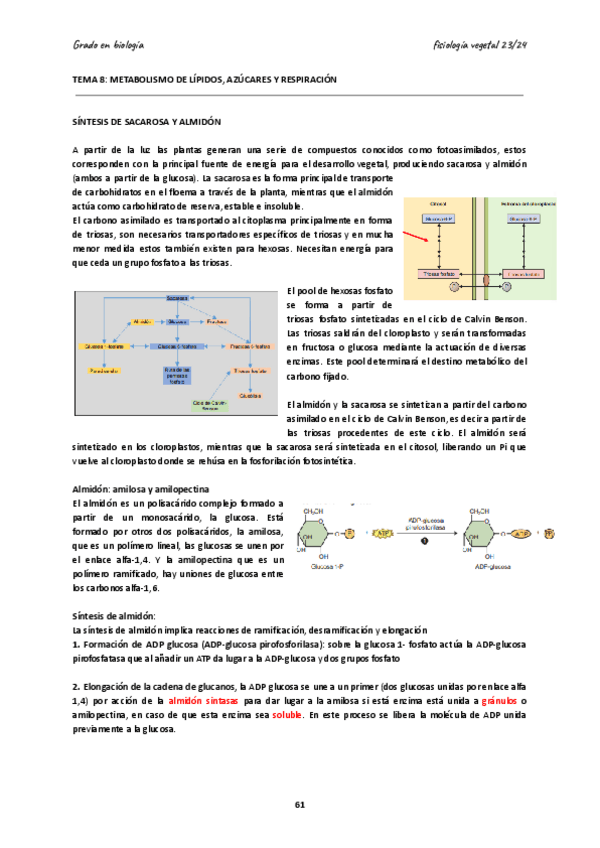 Miniatura del documento TEMA-8-Metabolismo-lipidos-y-azucares-1.pdf