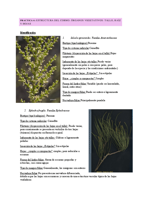 Miniatura del documento Practica-6-cormofitos.pdf