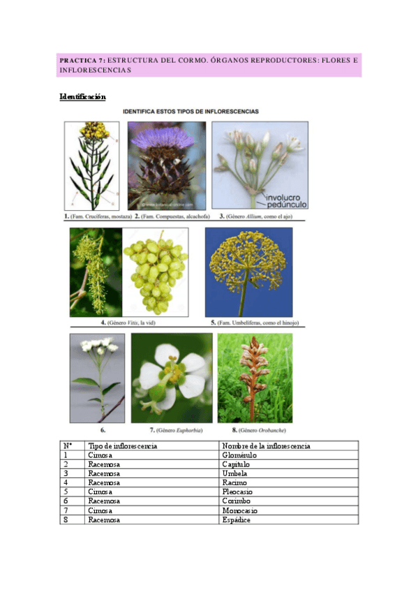 Miniatura del documento Practica-7-flores.pdf
