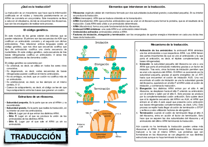 Miniatura del documento 16.-Traduccion-del-ADN.-.pdf