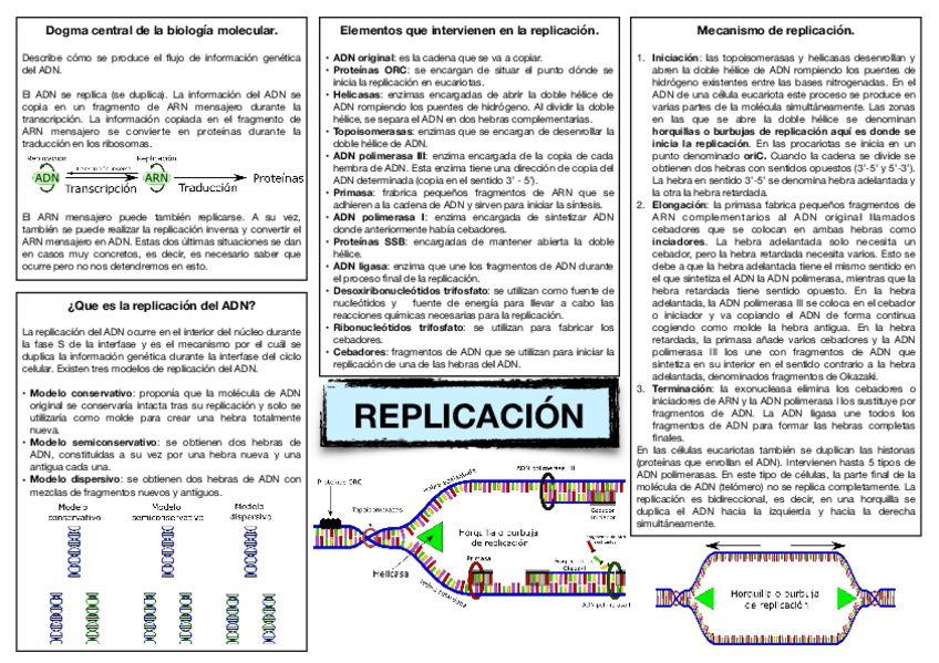 Miniatura del documento 14.-Replicacion-del-ADN.-1.pdf
