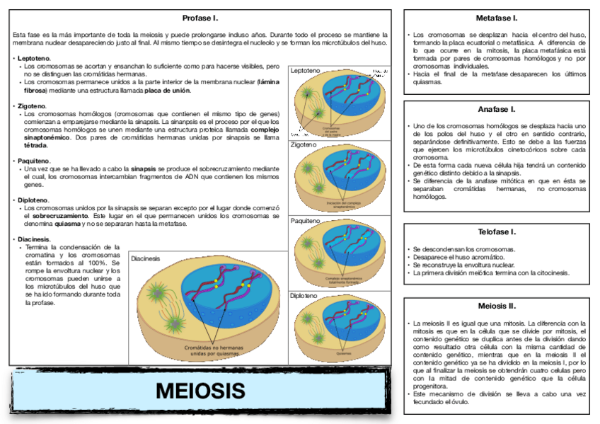 Miniatura del documento 12.-Meiosis.-.pdf