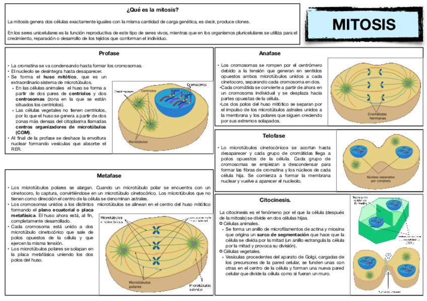 Miniatura del documento 11.-Mitosis.-.pdf