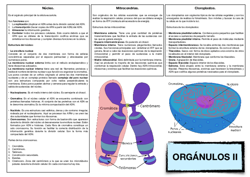 Miniatura del documento 9.-Organulos-II.-1.pdf
