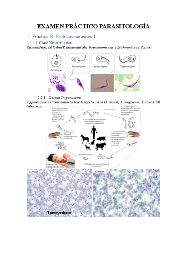 Miniatura del documento EXAMEN-PRACTICO-PARASITOLOGIA.pdf