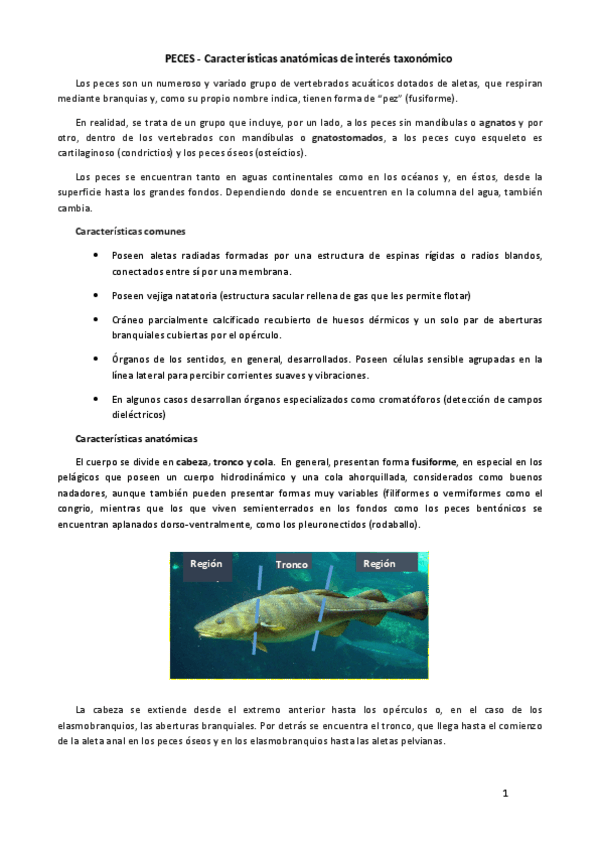 Miniatura del documento Peces-taxonomia.pdf