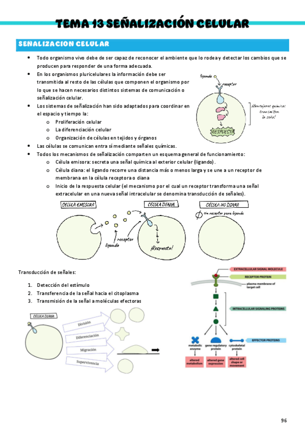 Miniatura del documento Bioquimica-T13-Senalizacion-celular.pdf