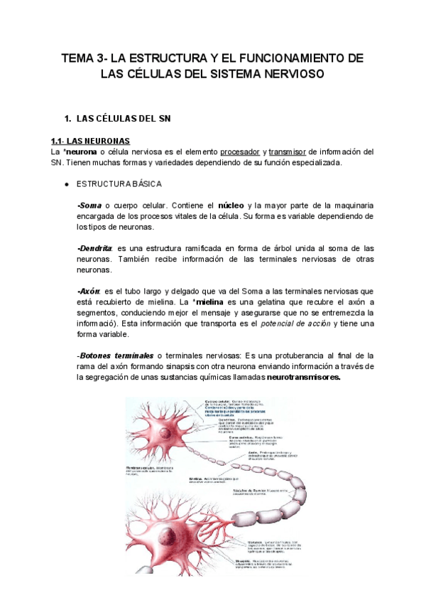 Miniatura del documento TEMA 3 bio.pdf
