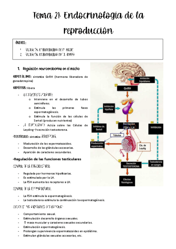 Miniatura del documento tema-21-fisio-animal.pdf
