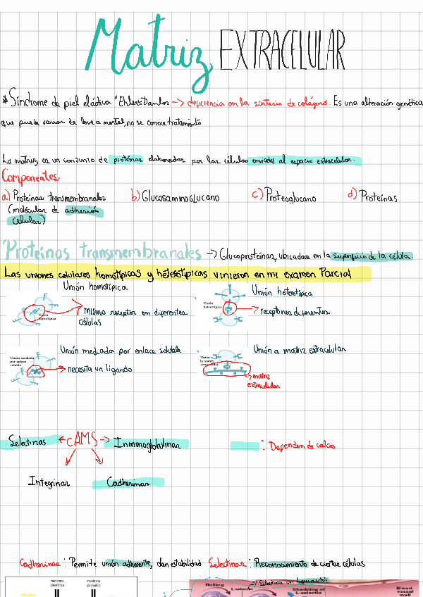 Miniatura del documento Matriz-extracelular.pdf