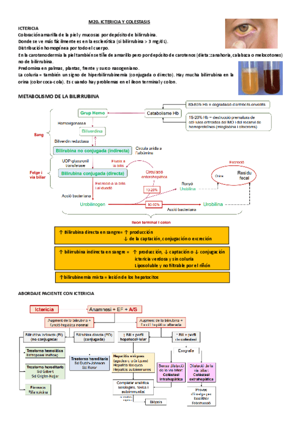 Miniatura del documento M20.-Ictericia-y-colestasis.pdf