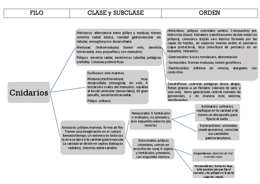 Miniatura del documento cnidarios.esquema.pdf