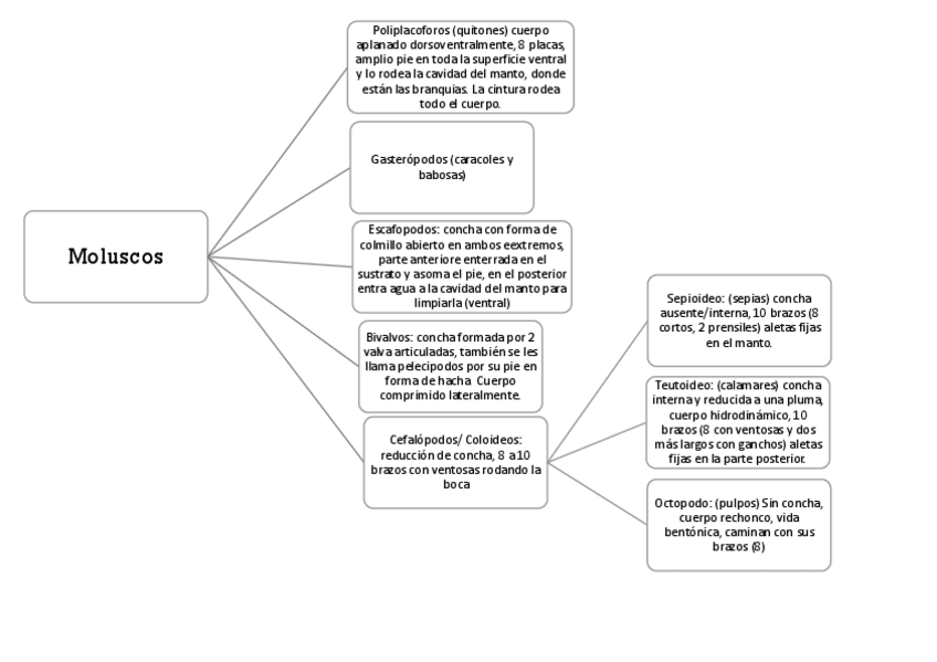 Miniatura del documento Gasteropodos.esquema.pdf