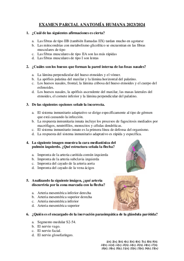 Miniatura del documento Examen-parcial-Anatomia-Humana-20232024.pdf