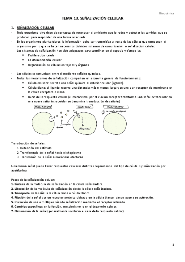 Miniatura del documento TEMA-13.-Senalizacion-celular.pdf