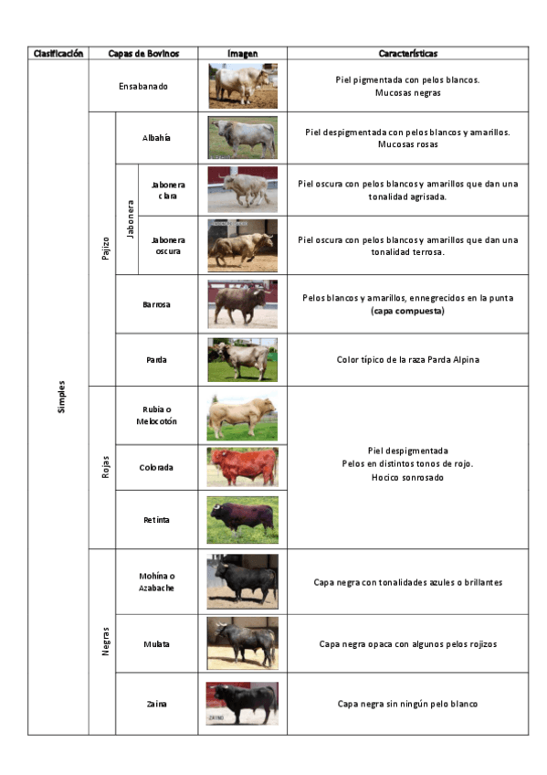 Miniatura del documento Etnologia-Capas-Bovidos.pdf