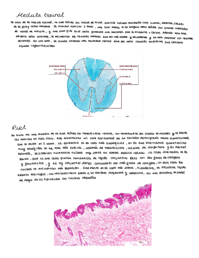 Miniatura del documento Examen-practicas-biocel-Microscopio-optico.pdf
