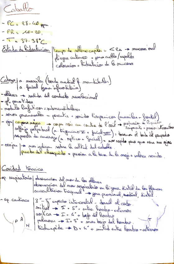 Miniatura del documento practica-caballo.pdf