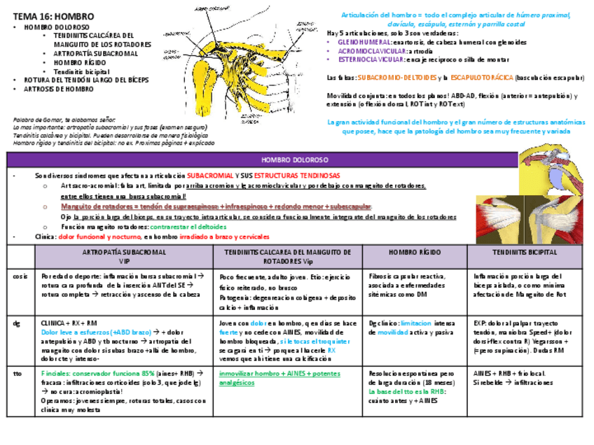 Miniatura del documento Tema 16 hombro y codo.pdf