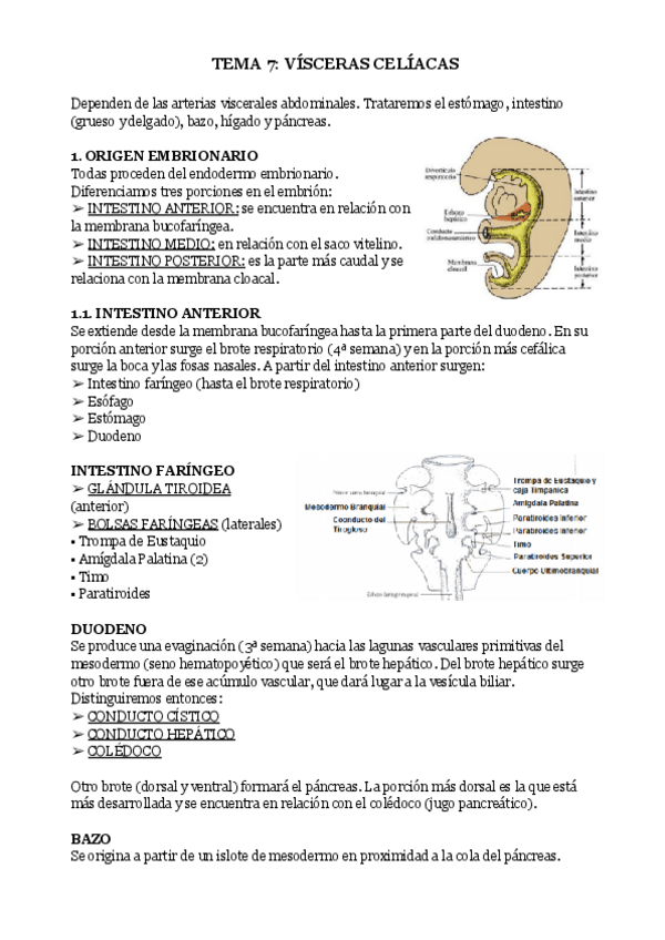 Miniatura del documento TEMA-7-VISCERAS-CELIACAS.pdf