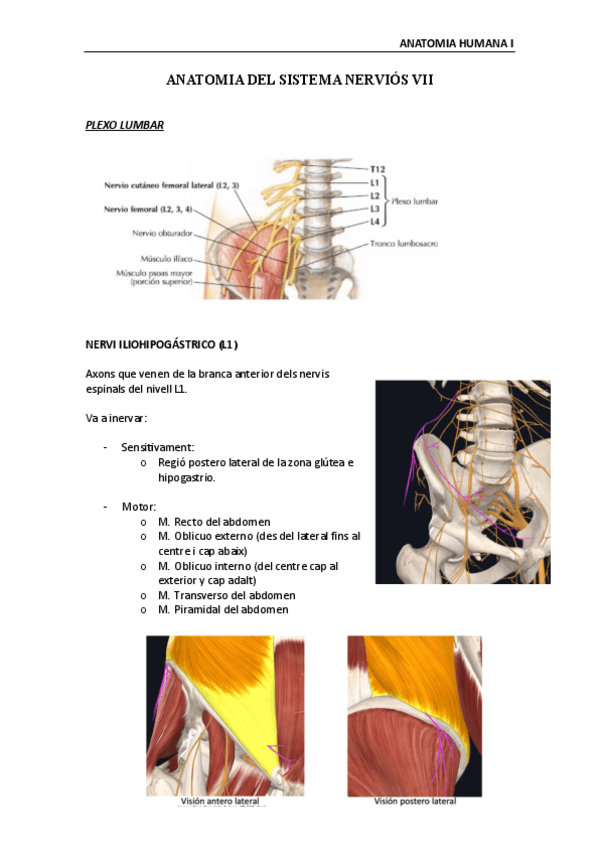 Miniatura del documento Anatomia-Humana-Sistema-nervioso-VII.pdf