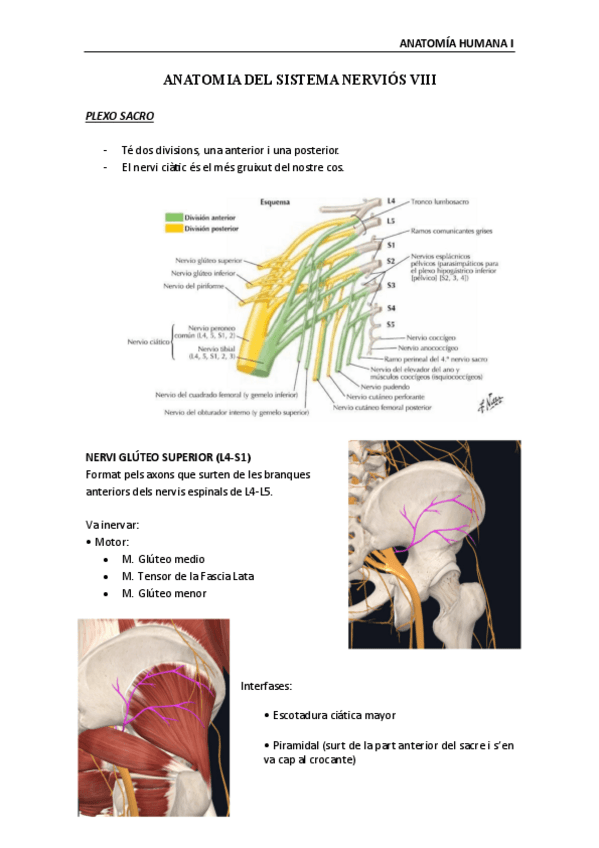 Miniatura del documento Anatomia-Humana-Sistema-nervioso-VIII.pdf