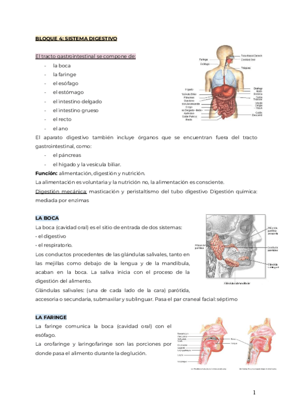 Miniatura del documento Sistema-digestivo-apuntes.pdf