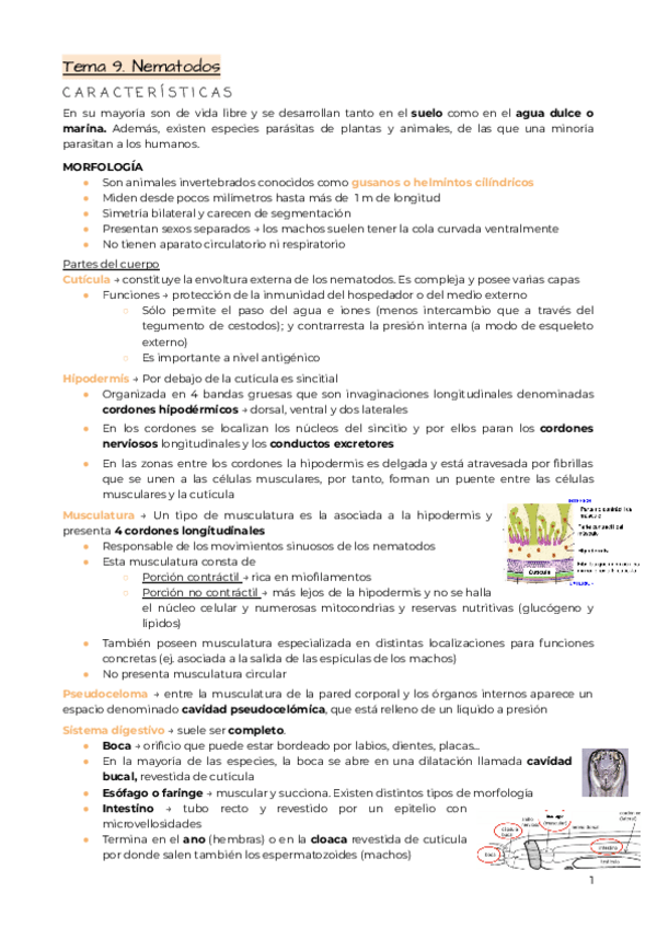 Miniatura del documento Tema-9.-Nematodos.pdf